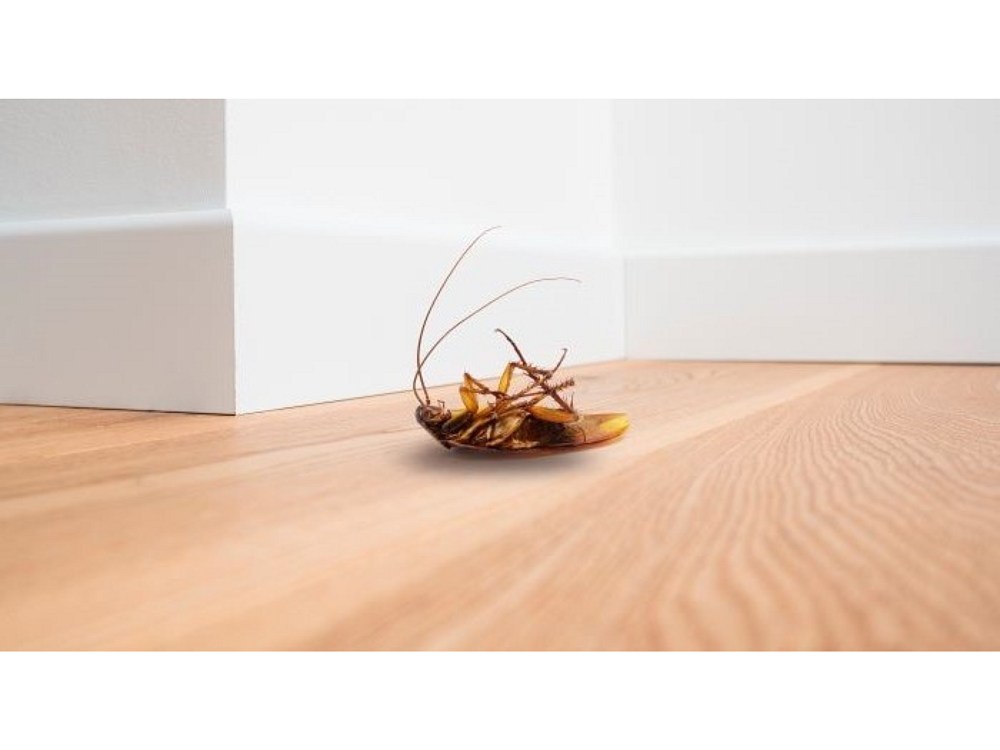 Eclat WP 50g – Βρέξιμη Σκόνη για Κατσαρίδες