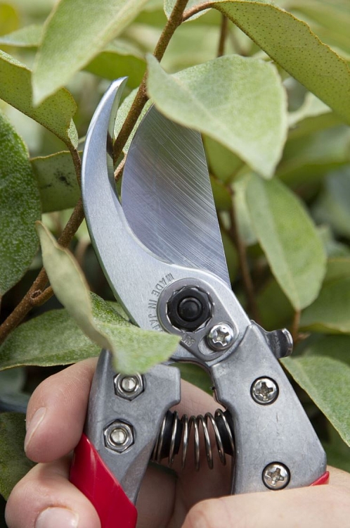 ARS VS-7XZ ψαλίδι κλαδέματος – χρήση από ερασιτέχνη