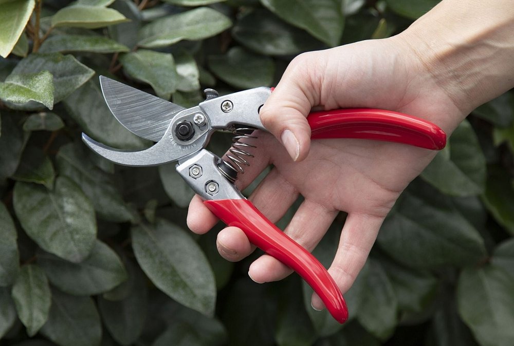 ARS VS-7XZ ψαλίδι κλαδέματος – χρήση από επαγγελματία