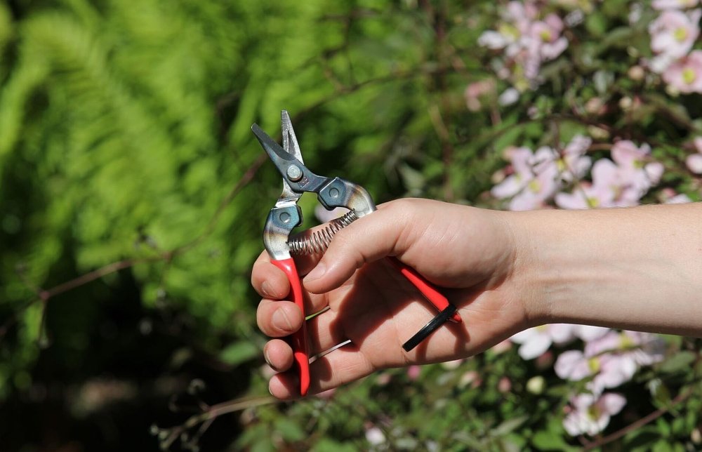 ARS 310 κλαδευτήρι συγκομιδής – χρήση από επαγγελματία