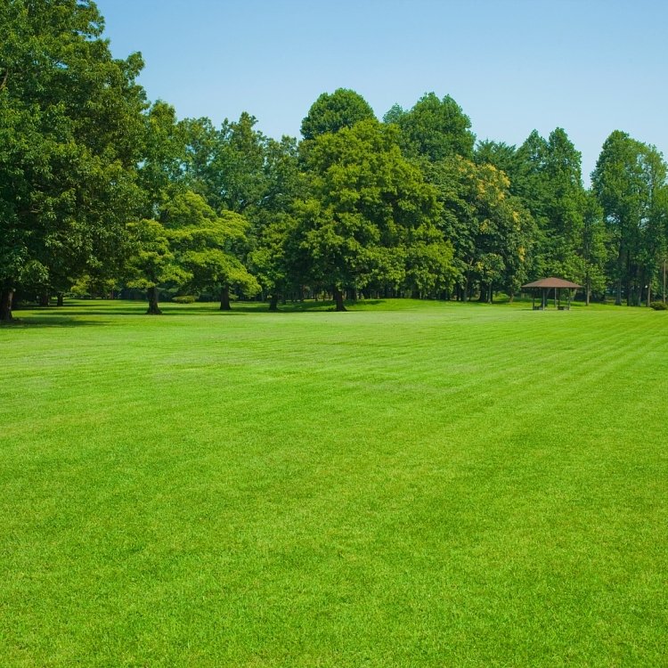 Γκαζόν για Ορεινές Περιοχές – εικόνα προϊόντος