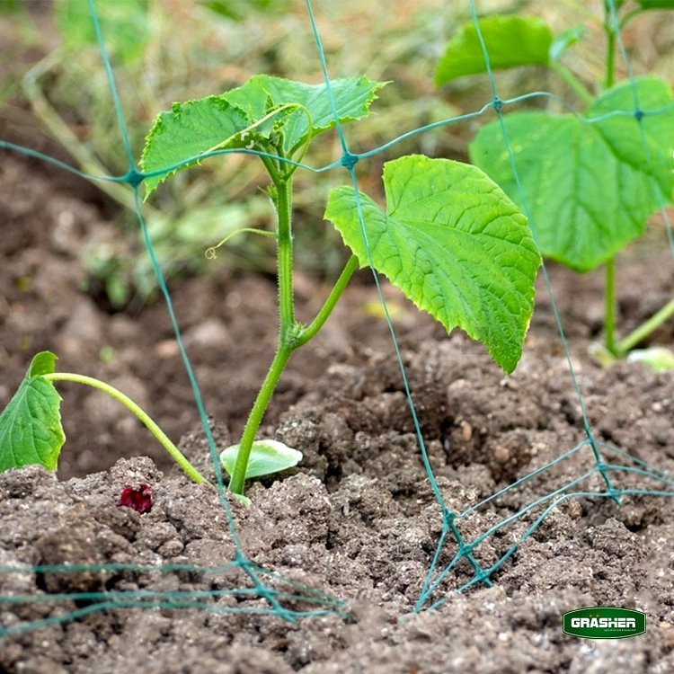 Δίχτυ Αναρριχώμενων Φυτών GRASHER 2x10m – χρήση από ερασιτέχνη κηπουρό
