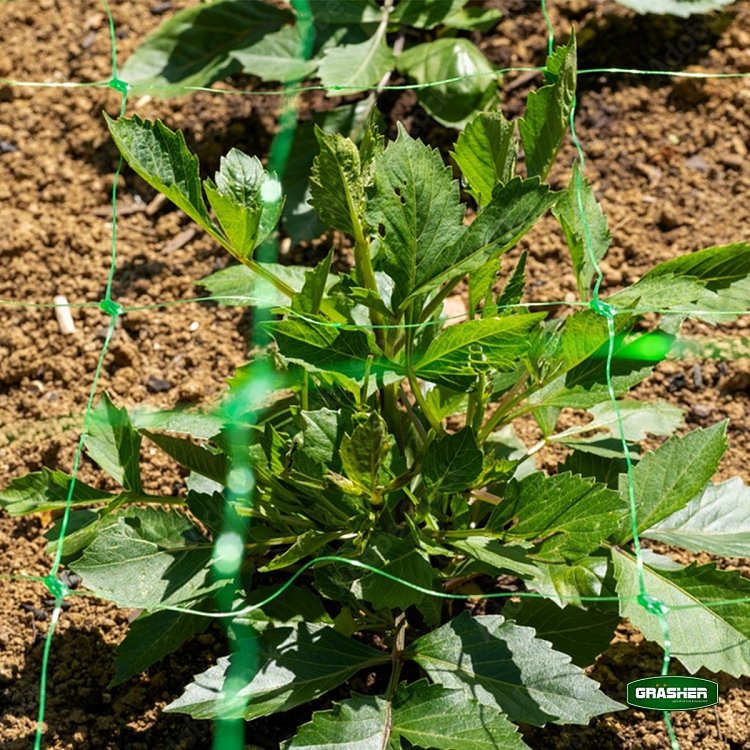 Δίχτυ Αναρριχώμενων Φυτών GRASHER 2x100m – χρήση από ερασιτέχνη καλλιεργητή