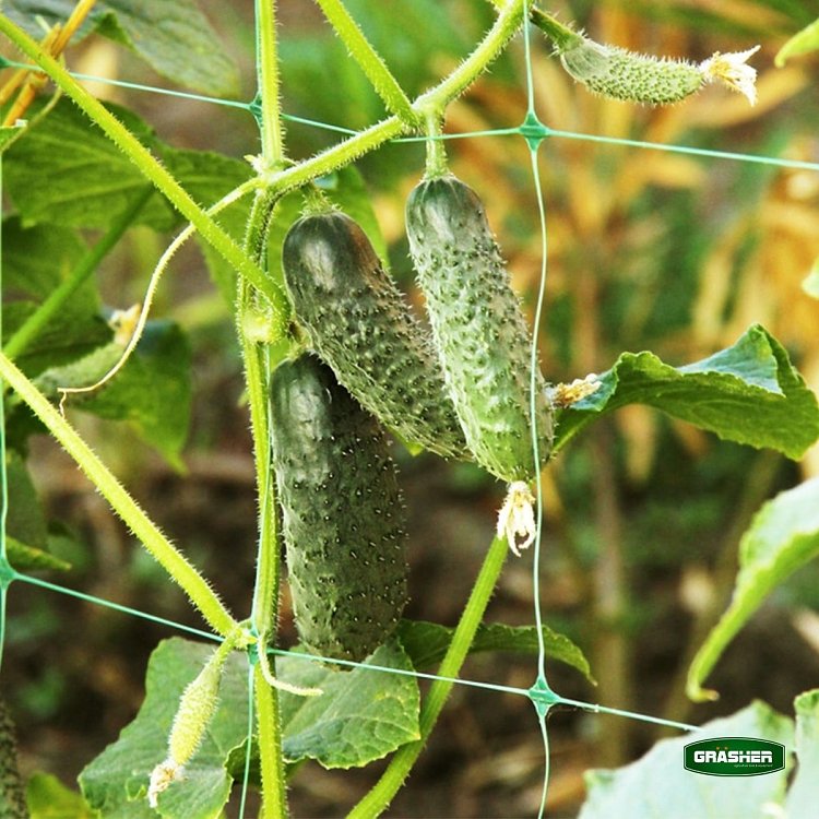 Δίχτυ Αναρριχώμενων Φυτών GRASHER 2x500m – προϊόν δίπλα σε υγιή φυτά