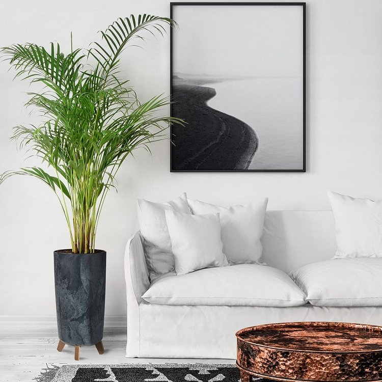 PROSPERPLAST Gracia Tubus Slim Beton Γλάστρα – δίπλα σε υγιή φυτά