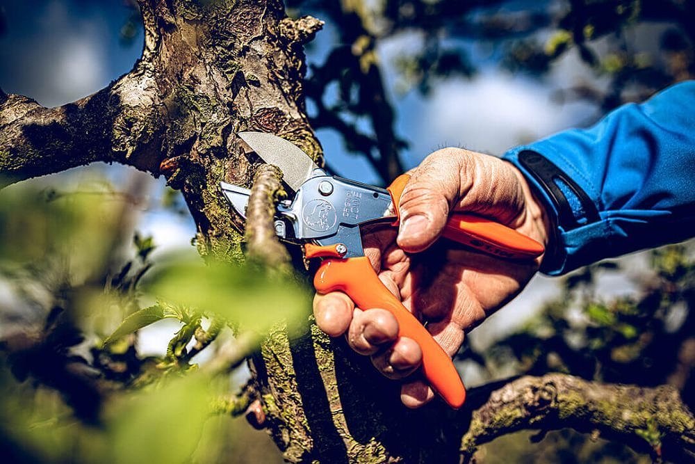 LOWE 1104 Κλαδευτήρι Αμονιού – χρήση σε αμπελουργικές εργασίες