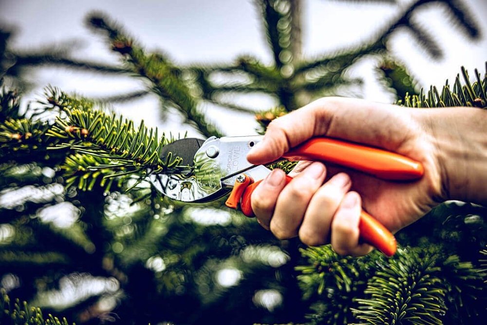 LOWE 1107 Κλαδευτήρι Αμονιού – λεπτομέρεια νικελαριστού ατσαλιού