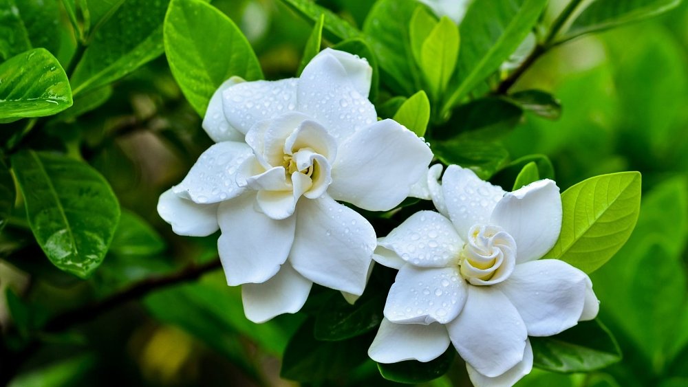 Geo Humus Αζαλέα – Γαρδένια – Καμέλια – χρήση σε καλλωπιστικά φυτά