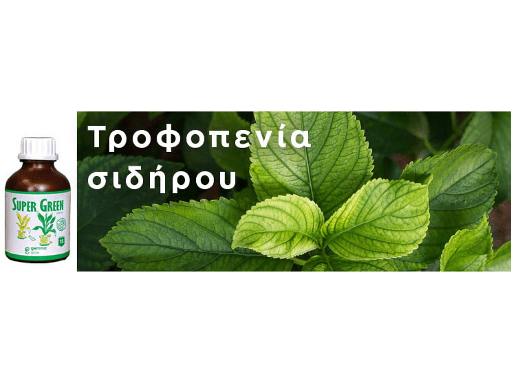 Super Green χηλικός σίδηρος υγρός 250ml – θεραπεία χλωρώσεων και κιτρινίσματος φύλλων