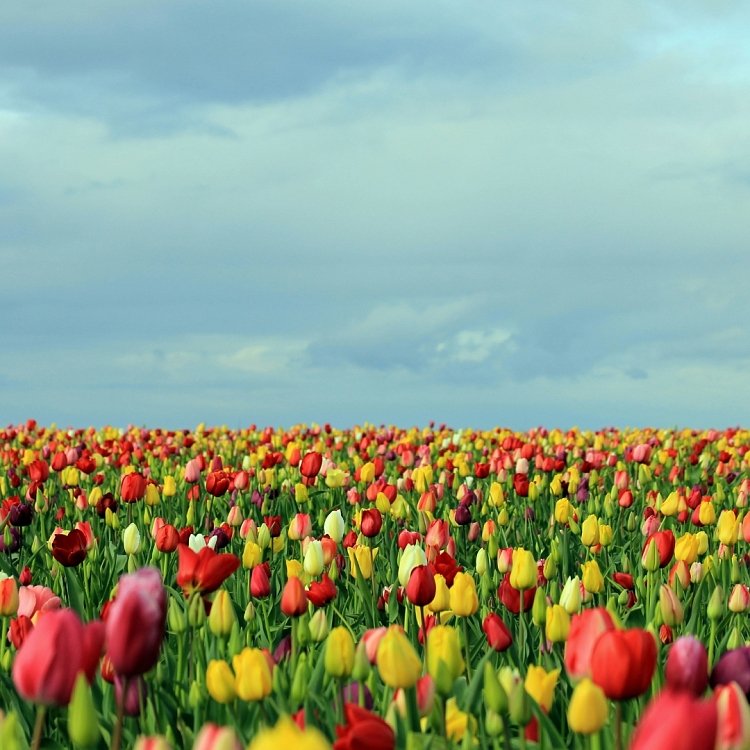 Τουλίπα Βολβός (Tulipa) για Γλάστρα και Κήπο