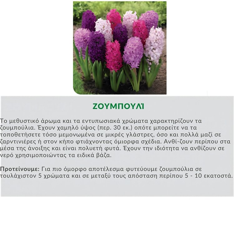 Ζουμπούλι Βολβός (Υάκινθος) Αρωματικός – 1 Τεμάχιο