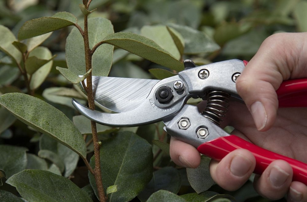 ARS VS-8XZ ψαλίδι κλαδέματος – χρήση σε γλάστρα ή οικιακό κήπο