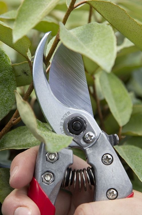 ARS VS-9XZ ψαλίδι κλαδέματος – χρήση από επαγγελματία κλαδευτή