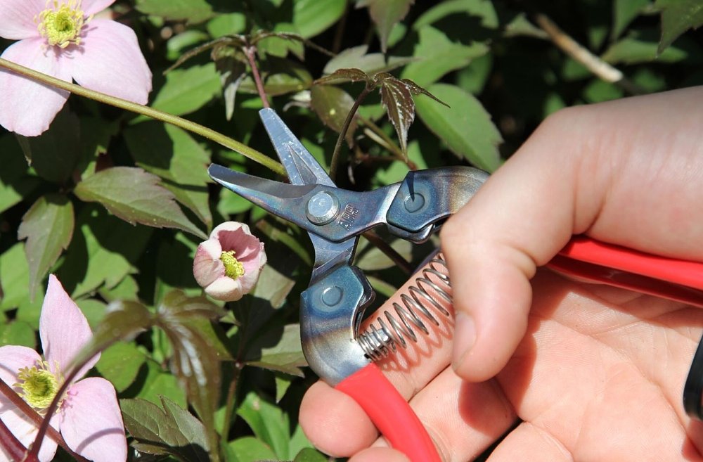 ARS 310 κλαδευτήρι συγκομιδής – χρήση σε γλάστρα ή οικιακό κήπο