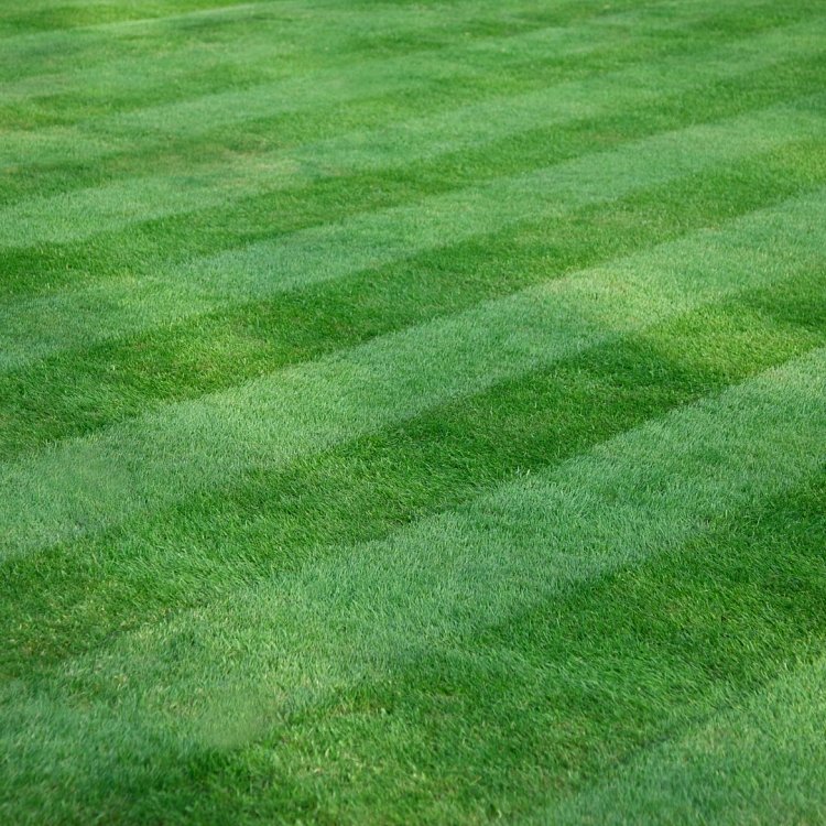 Γκαζόν Γηπέδου για Πάτημα – εφαρμογή σε γήπεδο