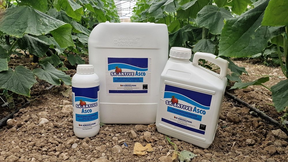 SK AKTIVE Asco – οργανικό εκχύλισμα φυκιών Ascophyllum για καλλιέργειες