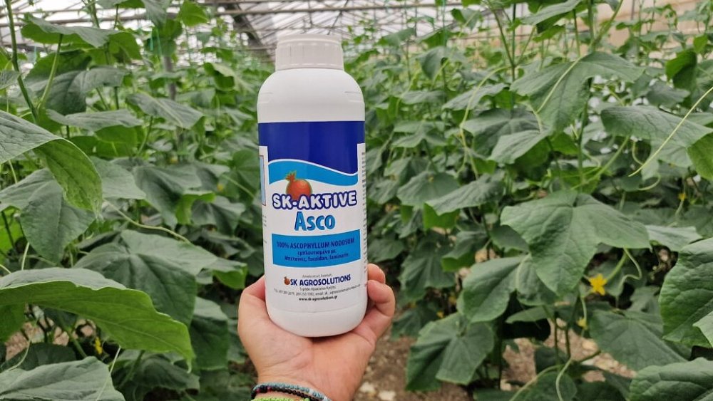 SK AKTIVE Asco – lifestyle εικόνα με παραγωγική καλλιέργεια