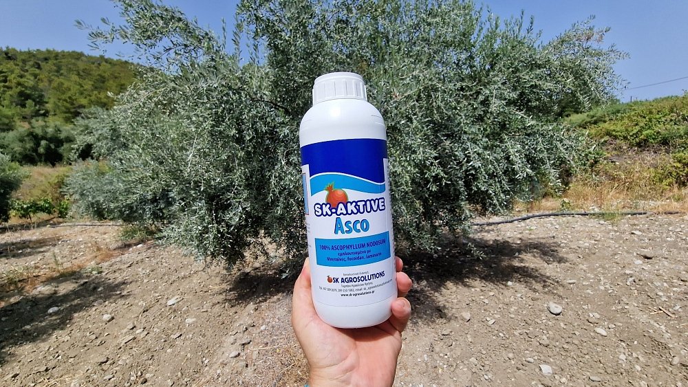 SK AKTIVE Asco – προϊόν δίπλα σε υγιή και ζωηρά φυτά