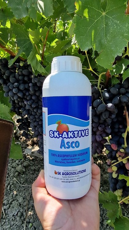 SK AKTIVE Asco – εμφάνιση προϊόντος σε ράφι καταστήματος