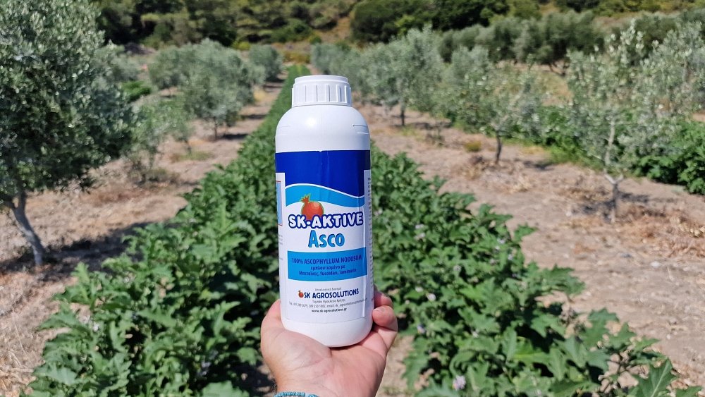 SK AKTIVE Asco – συσκευασία 1L σε κοντινό πλάνο