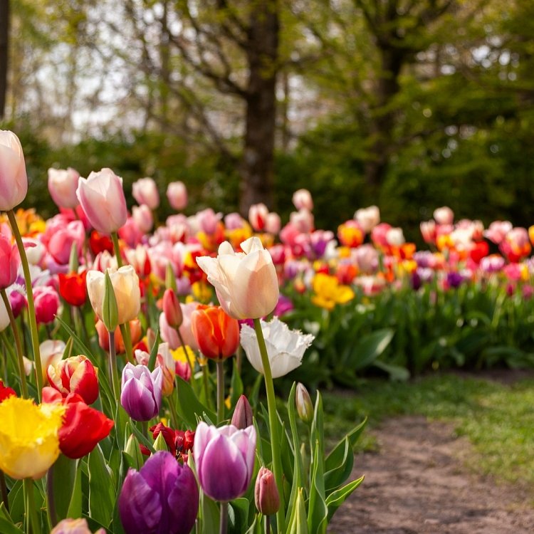 Τουλίπα Βολβός (Tulipa) για Γλάστρα και Κήπο