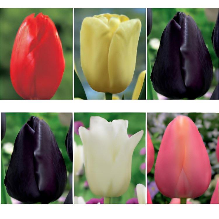 Τουλίπα Βολβός (Tulipa) για Γλάστρα και Κήπο