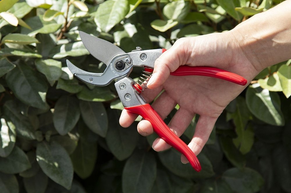 ARS VA-8Z ψαλίδι κλαδέματος αμόνι – χρήση από ερασιτέχνη