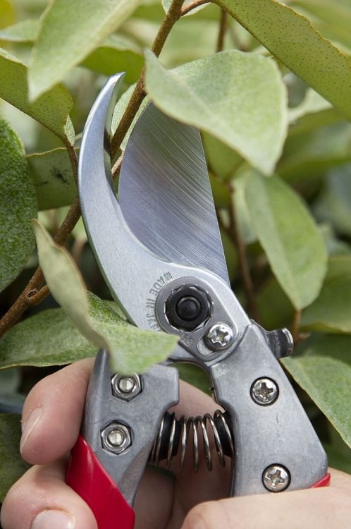 ARS VS-8XZ ψαλίδι κλαδέματος – εφαρμογή στο χωράφι ή στον κήπο