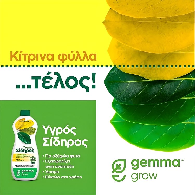 Αποτέλεσμα εφαρμογής υγρού σιδήρου σε κίτρινα και πράσινα φύλλα.