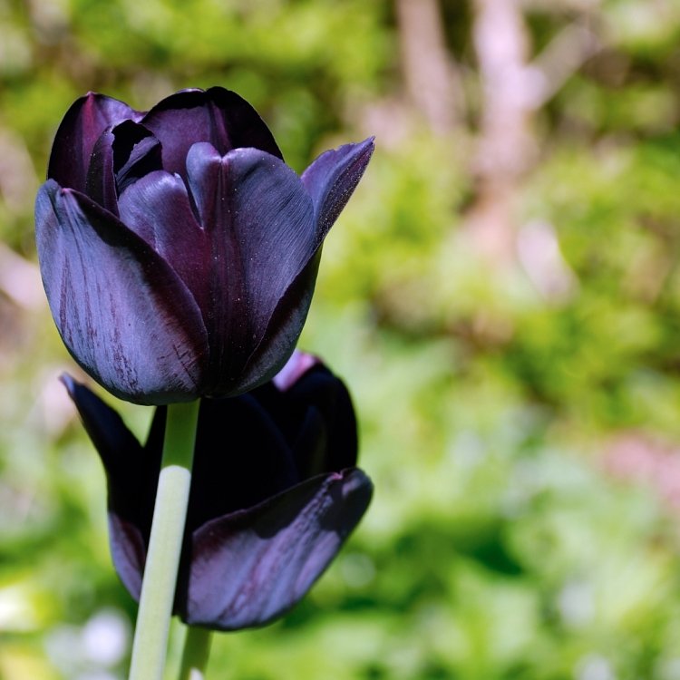 Τουλίπα Βολβός (Tulipa) για Γλάστρα και Κήπο