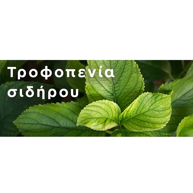 Λίπασμα σιδήρου Gemma 17011 για άμεση απορρόφηση.