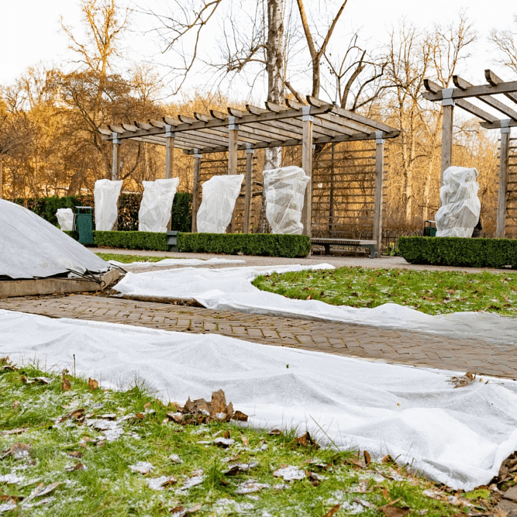 Πώς Να Προστατεύσεις τα Φυτά από Παγετό