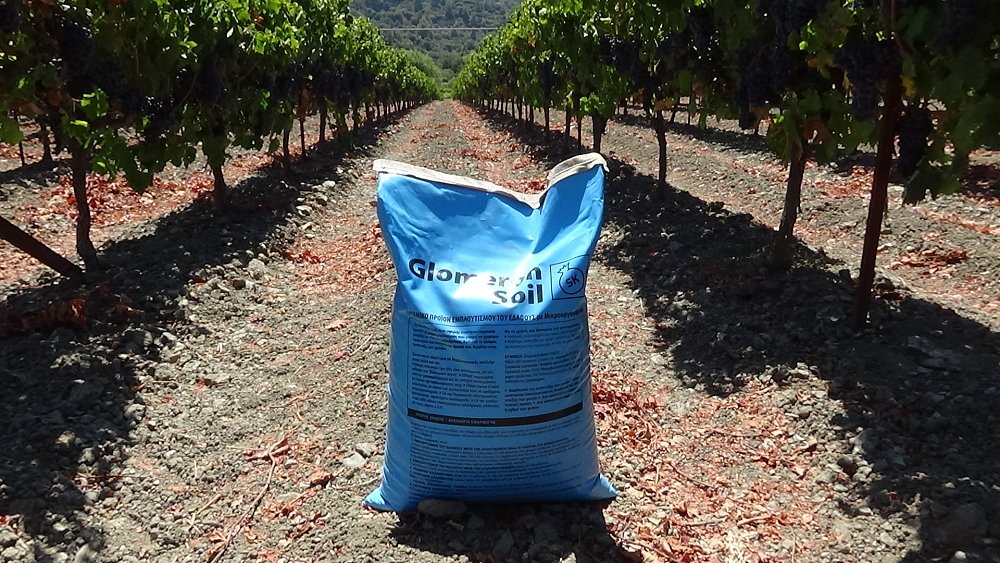 Glomeron Soil – χρήση σε καλλιέργεια πριν τη φύτευση