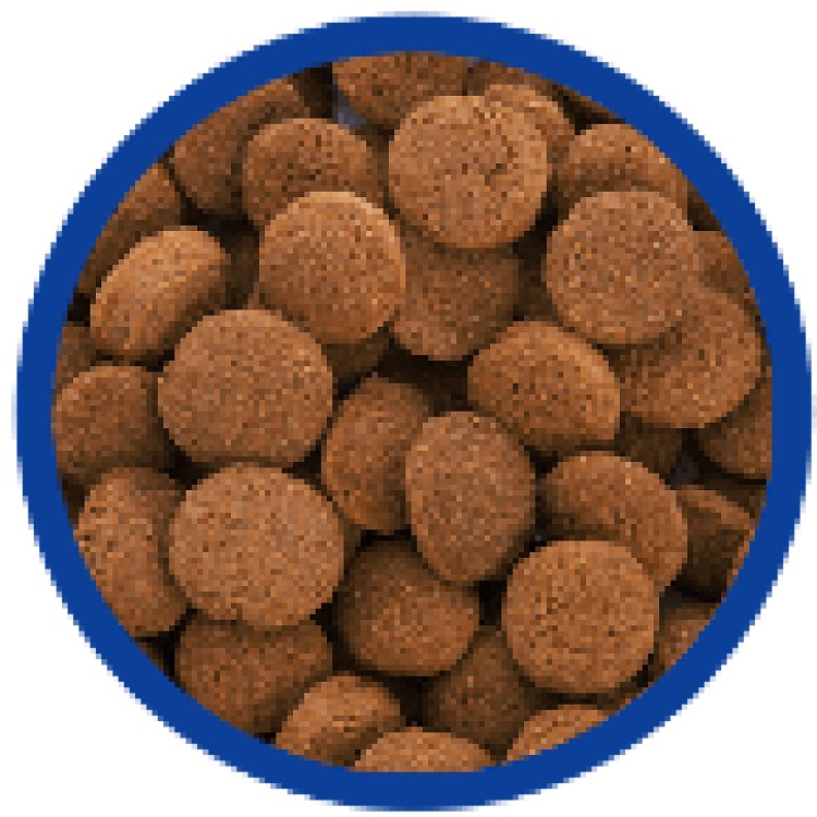 Meat Lovers Adult Dog Food – τροφή σκύλου σε μπολ