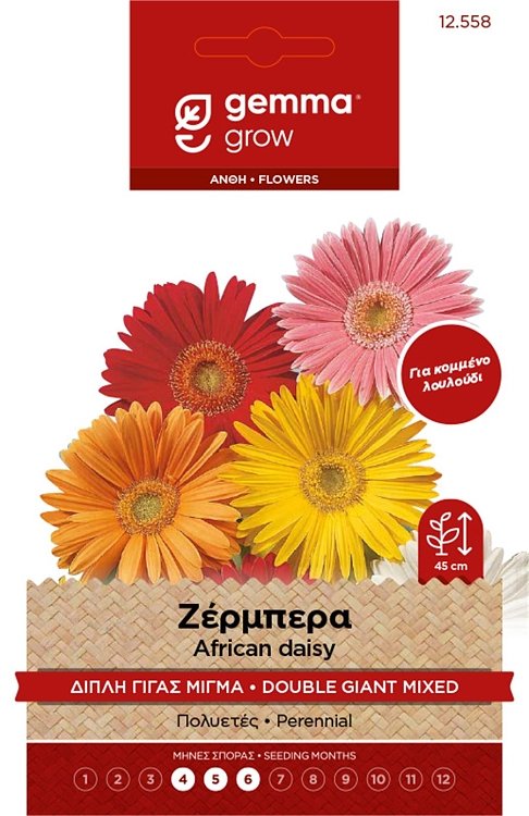 Ζέρμπερα Γίγας Διπλή Gemma – Πολυετές φυτό για κομμένα λουλούδια