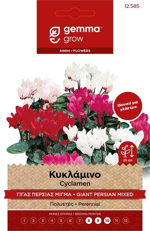 Κυκλάμινο Γίγας Περσίας Μίγμα Gemma – εικόνα προϊόντος για βασική χρήση και μάρκα
