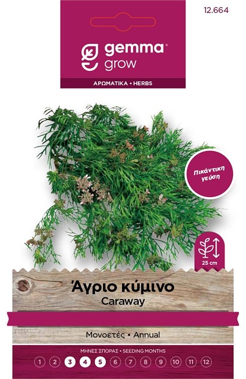 Σπόροι άγριου κύμινου Carum carvi σε φάκελο για καλλιέργεια και μαγειρική χρήση