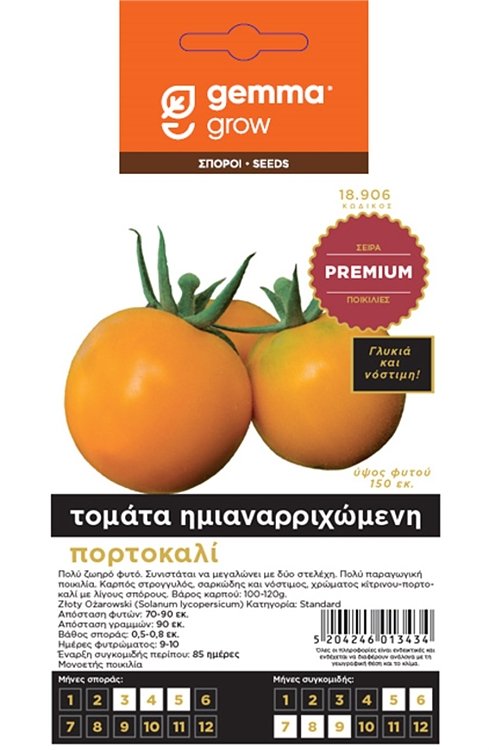 Τομάτα Zloty Ozarowski Gemma – πορτοκαλί ημιαναρριχώμενη ποικιλία Premium