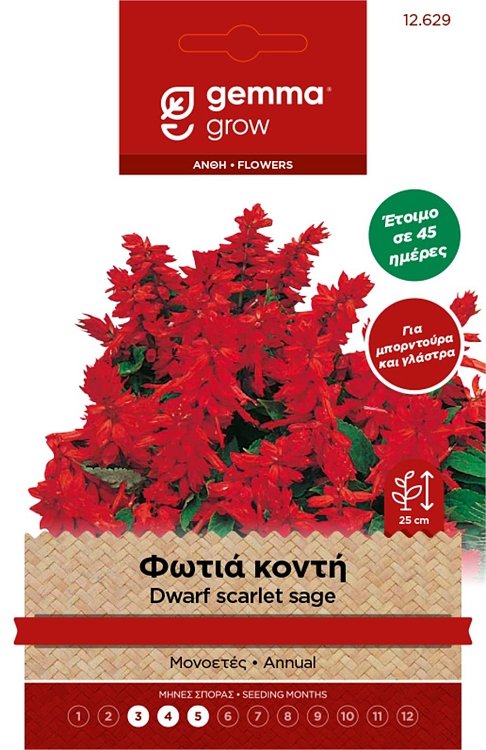 Φωτιά Νάνα Gemma – εικόνα προϊόντος σπόρων Salvia splendens