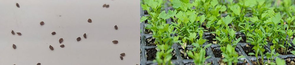 Σπόροι σέλινου Gemma – κατάλληλοι για κήπο ή γλάστρα