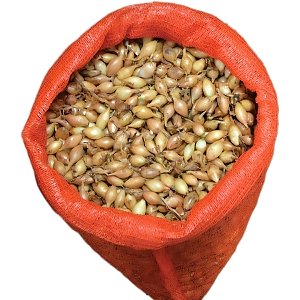 Κοκκάρι Μακρύ Sturon 14/21 Ψιλό – 500 g ή 1 kg