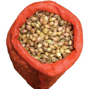 Κοκκάρι Μακρύ Sturon 21/24 Χοντρό – 500 g ή 1 kg