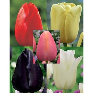 Τουλίπα Βολβός (Tulipa) για Γλάστρα και Κήπο