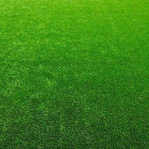 Γκαζόν Παραθαλάσσιων Περιοχών – Ανθεκτικό Μίγμα