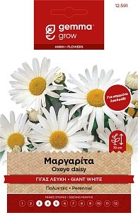 Gemma Μαργαρίτα Γίγας Λευκή – Σπόροι Κομμένου Λουλουδιού