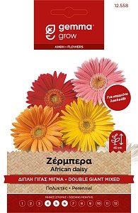 Ζέρμπερα Γίγας Διπλή Gemma – Πολυετές Φυτό για Κομμένα Λουλούδια