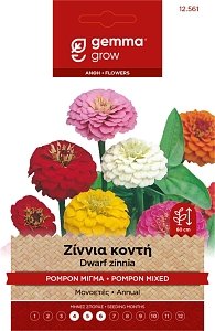 Ζίννια Κοντή Pompon Μίγμα Gemma – Μονοετές για Πολύχρωμα Παρτέρια