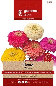 Ζίννια Ντάλια Γίγας Μίγμα Gemma – Σπόροι Μονοετούς Καλλωπιστικού