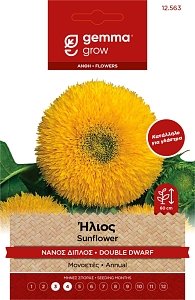 Ήλιος Νάνος Διπλός Gemma – Σπόροι για Γλάστρα & Κήπο