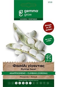 Gemma Φασόλι Γίγαντας Αναρριχώμενο Corona – Φάκελος